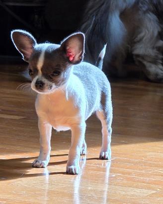 Chihuahua femmina