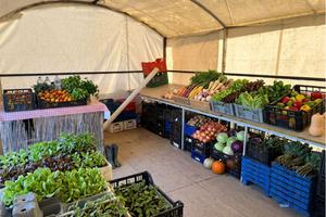 TERRENO PRONTO PER ATTIVITA AGRICOLA FALCONARA MA