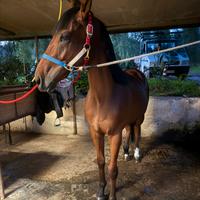 Cavallo psi purosangue inglese