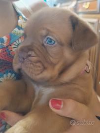Cuccioli Dogue de Bordeaux