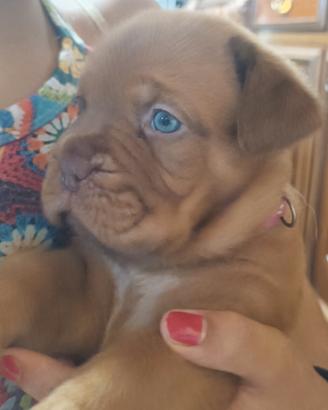 Cuccioli Dogue de Bordeaux
