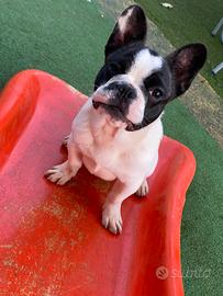 Bulldog francese