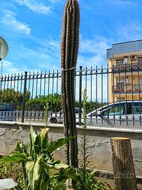 pianta grassa