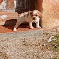 Cuccioli Epagneul Breton di Alta Genealogia