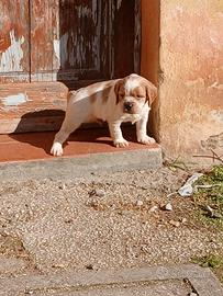 Cuccioli Epagneul Breton di Alta Genealogia