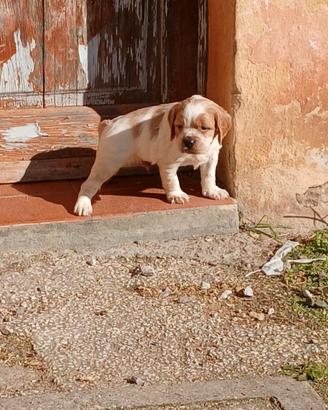 Cuccioli Epagneul Breton di Alta Genealogia