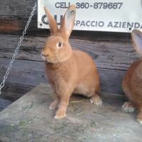 Coniglio razza fulvo di Borgogna