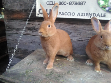 Coniglio razza fulvo di Borgogna