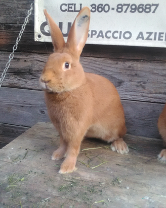 Coniglio razza fulvo di Borgogna