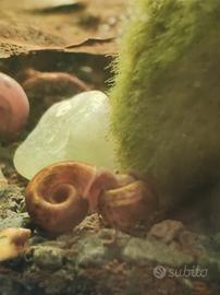 Planobarius lumache pulitori