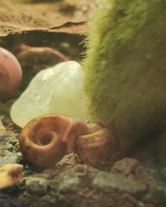 Planobarius lumache pulitori