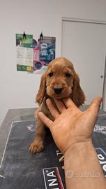 Meravigliosi cuccioli di cocker