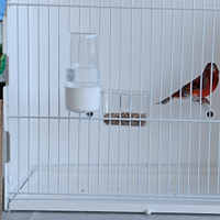 Splendidi F1 di Cardinalino del Venezuela x Canari