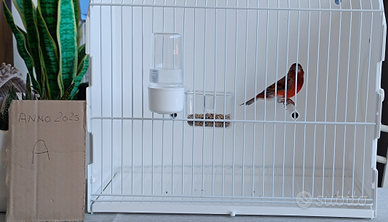 Splendidi F1 di Cardinalino del Venezuela x Canari