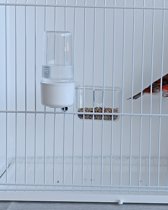 Splendidi F1 di Cardinalino del Venezuela x Canari