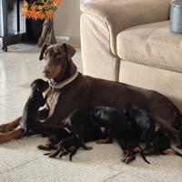 Cuccioli di dobermann