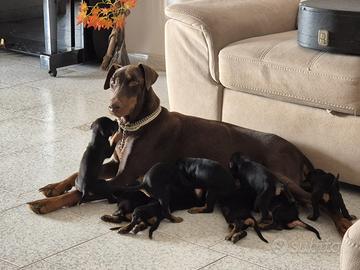 Cuccioli di dobermann
