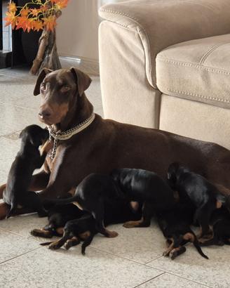 Cuccioli di dobermann