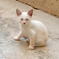 Micetti in donazione