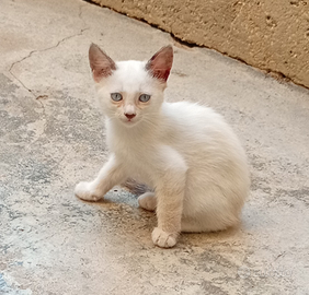 Micetti in donazione
