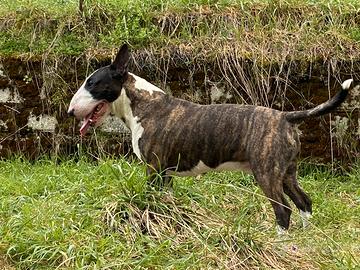 Monta Bull terrier SD pedigree
