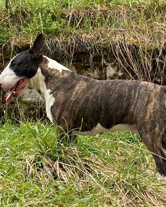 Monta Bull terrier SD pedigree