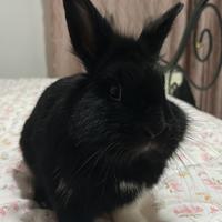 Coniglio olandese nano