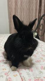 Coniglio olandese nano