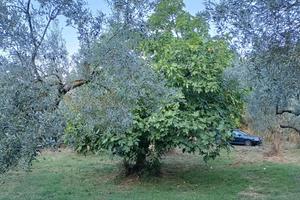 Terreno agricolo oliveto 160 piante con magazzini