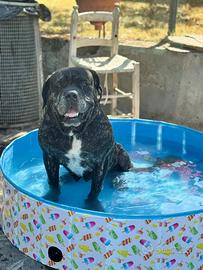 Cane corso disponibile per monta