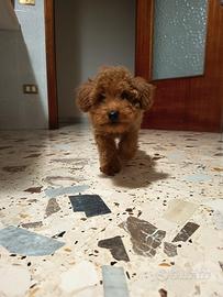 Barboncino Toy