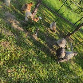 Galline moroseta