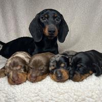 Bassotto Kaninchen cuccioli