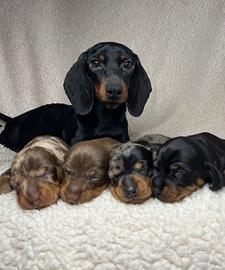 Bassotto Kaninchen cuccioli