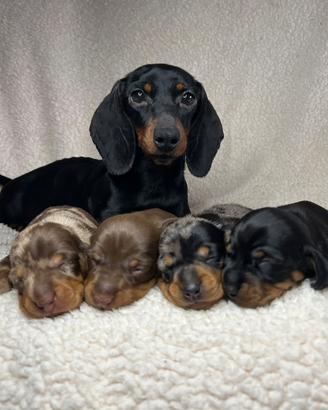 Bassotto Kaninchen cuccioli