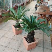 pianta cycas con vaso resina 