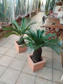 pianta cycas con vaso resina 