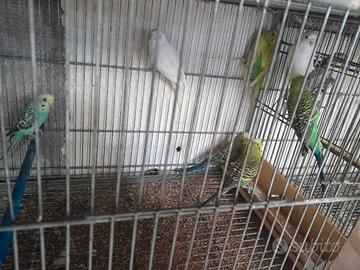 cocoriti 