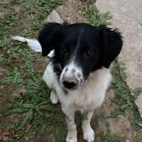 Cucciolo incrocio Border Collie - Lagotto