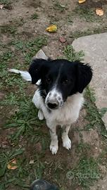 Cucciolo incrocio Border Collie - Lagotto