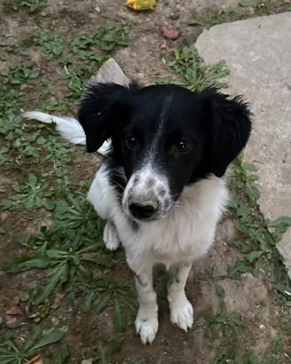 Cucciolo incrocio Border Collie - Lagotto