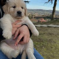 Golden Retriever Maschietto disponibile