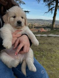 Golden Retriever Maschietto disponibile