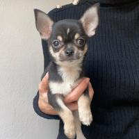 Chihuahua mini mini toy tricolor disponibile