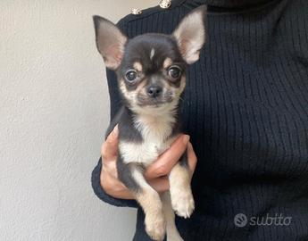 Chihuahua mini mini toy tricolor disponibile