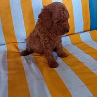 Barboncino toy red femmina e maschio anche a rate