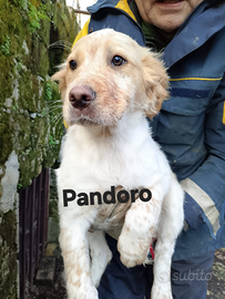 Cucciolo incrocio setter