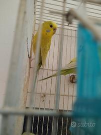Coppia cocorite