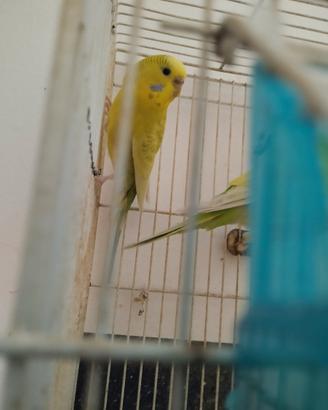 Coppia cocorite