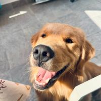 Golden Retriever Americano 100% per monta